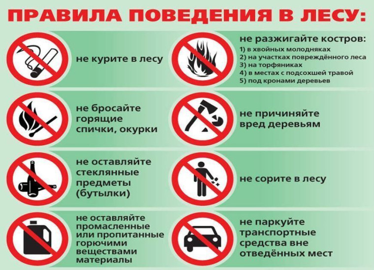 Правила безопасности в лесу..